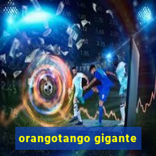 orangotango gigante